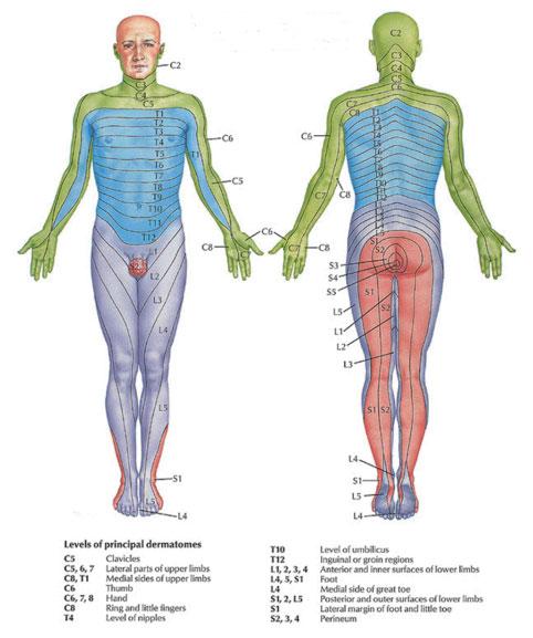 dermatomkort.jpg