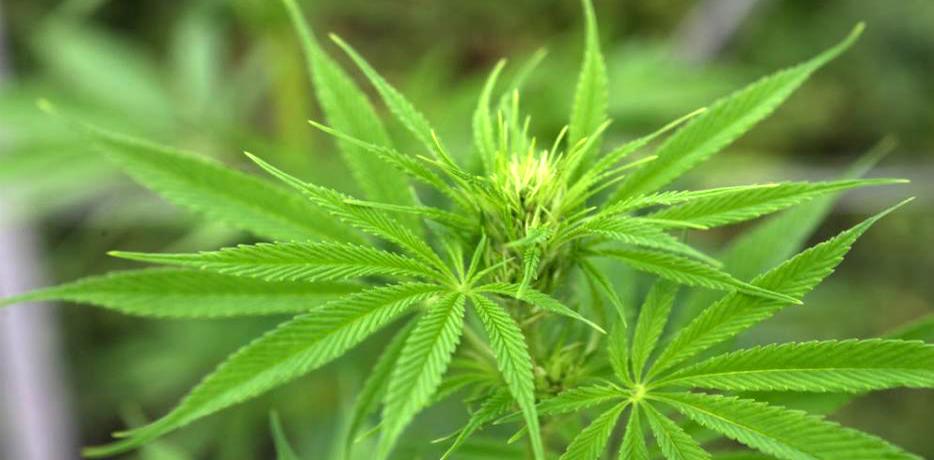 Sådan skader cannabis måske sæden